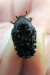 Oxythyrea funesta