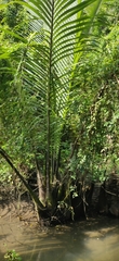Nypa fruticans