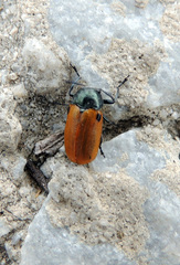 Labidostomis