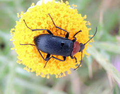 Heliotaurus ruficollis