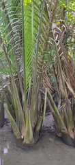Nypa fruticans