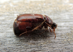 Phyllognathus excavatus