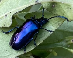Phaolus metallicus