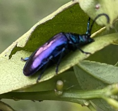 Phaolus metallicus