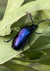 Phaolus metallicus