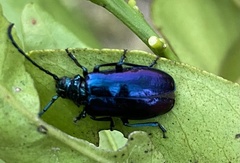 Phaolus metallicus