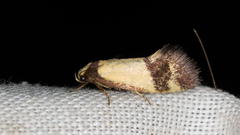 Olbonoma triptycha