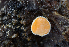 Lachnellula occidentalis
