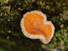 Lachnellula occidentalis