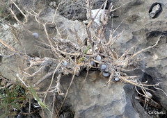 Cenchritis muricatus