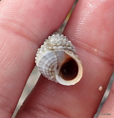 Cenchritis muricatus
