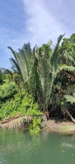 Nypa fruticans