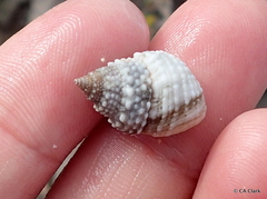 Cenchritis muricatus