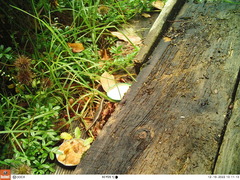 Oligosoma