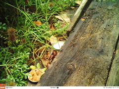Oligosoma