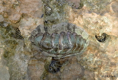 Acanthopleura granulata