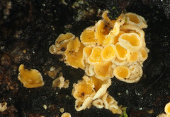 Lachnellula resinaria