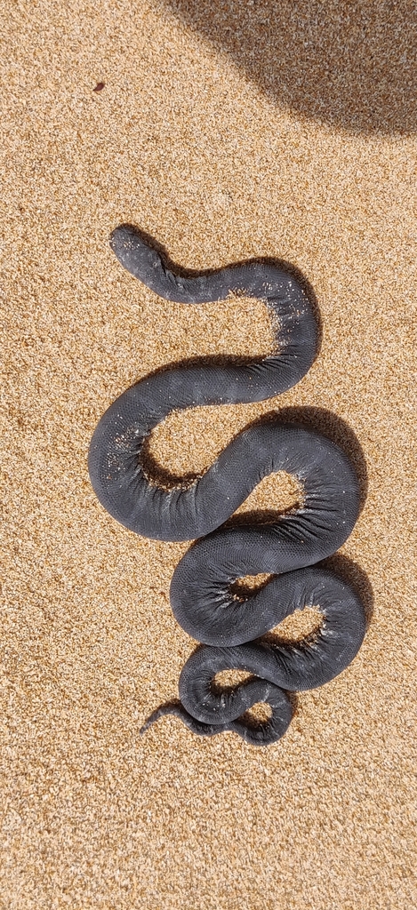 Wart Snake