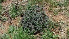 Geranium caespitosum