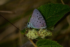 Pseudolycaena marsyas