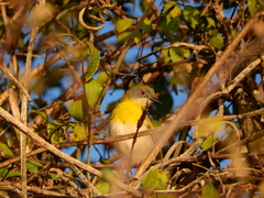 Apalis flavida neglecta