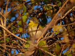 Apalis flavida neglecta