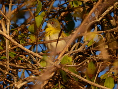 Apalis flavida neglecta