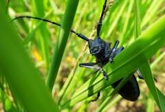 Anoplophora chinensis