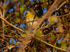 Apalis flavida neglecta