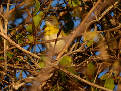Apalis flavida neglecta