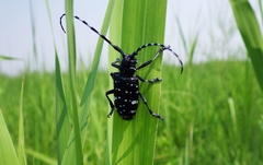 Anoplophora chinensis