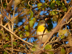 Apalis flavida neglecta