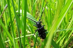 Anoplophora chinensis