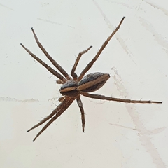 Pisaura