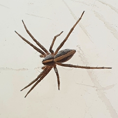 Pisaura