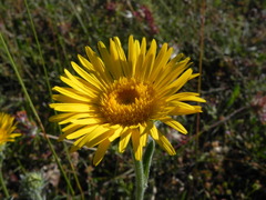 Pentanema montanum