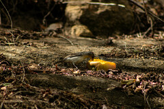 Coryphospingus pileatus