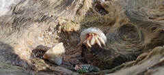 Coenobita