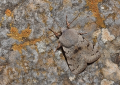 Perigrapha sellingi