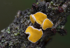 Lachnellula splendens