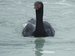 Leucocarbo magellanicus