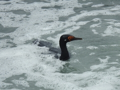 Leucocarbo magellanicus