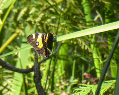 Tisiphone abeona albifascia