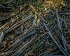Senecio prenanthoides