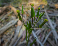 Senecio prenanthoides