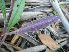 Senecio prenanthoides