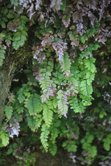 Adiantum cunninghamii