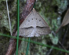 Epidesmia hypenaria