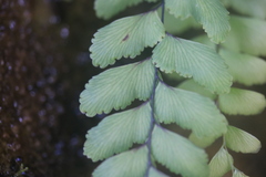 Adiantum cunninghamii