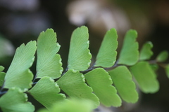 Adiantum cunninghamii